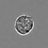 Thumbnail for dataset 3mix-timelapse-plate16_80