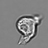 Thumbnail for dataset 3mix-timelapse-plate16_84