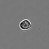 Thumbnail for dataset PBMC-timelapse-plate1_27