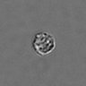 Thumbnail for dataset PBMC-timelapse-plate1_30