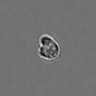 Thumbnail for dataset PBMC-timelapse-plate1_46