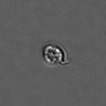 Thumbnail for dataset PBMC-timelapse-plate1_76