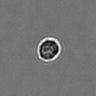 Thumbnail for dataset PBMC-timelapse-plate1_92