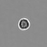 Thumbnail for dataset PBMC-timelapse-plate1_95