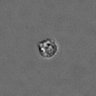 Thumbnail for PBMC-timelapse-plate2_13