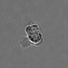 Thumbnail for dataset PBMC-timelapse-plate2_39