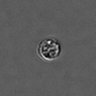 Thumbnail for dataset PBMC-timelapse-plate2_45