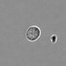 Thumbnail for dataset PBMC-timelapse-plate2_50