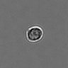 Thumbnail for dataset PBMC-timelapse-plate3_16