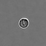 Thumbnail for dataset PBMC-timelapse-plate3_26