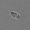 Thumbnail for dataset PBMC-timelapse-plate3_28