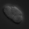 Thumbnail for dataset RNAi_T23G5.1_061102_01