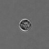 Thumbnail for dataset PBMC-timelapse-plate3_36