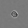Thumbnail for dataset PBMC-timelapse-plate3_38