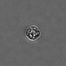 Thumbnail for dataset PBMC-timelapse-plate3_55