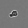 Thumbnail for dataset PBMC-timelapse-plate4_10