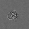 Thumbnail for dataset PBMC-timelapse-plate4_82