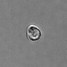 Thumbnail for dataset PBMC-timelapse-plate5_3