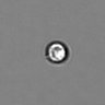 Thumbnail for dataset PBMC-timelapse-plate5_20