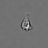 Thumbnail for dataset PBMC-timelapse-plate5_21