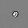 Thumbnail for PBMC-timelapse-plate5_27