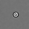 Thumbnail for dataset PBMC-timelapse-plate5_31