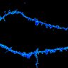 Thumbnail for dataset fig5a_control_1