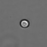 Thumbnail for dataset PBMC-timelapse-plate5_35