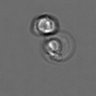 Thumbnail for dataset PBMC-timelapse-plate5_70