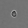 Thumbnail for dataset PBMC-timelapse-plate6_1