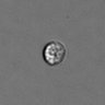Thumbnail for dataset PBMC-timelapse-plate6_8