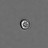 Thumbnail for dataset PBMC-timelapse-plate6_24