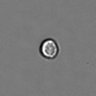 Thumbnail for dataset PBMC-timelapse-plate6_30
