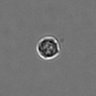 Thumbnail for dataset PBMC-timelapse-plate6_45