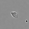 Thumbnail for dataset PBMC-timelapse-plate6_47