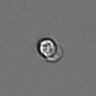 Thumbnail for dataset PBMC-timelapse-plate6_49
