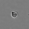 Thumbnail for dataset PBMC-timelapse-plate6_53