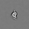 Thumbnail for dataset PBMC-timelapse-plate6_56