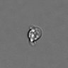 Thumbnail for dataset PBMC-timelapse-plate6_57