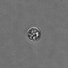 Thumbnail for dataset PBMC-timelapse-plate6_88