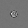 Thumbnail for dataset PBMC-timelapse-plate6_90