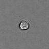 Thumbnail for PBMC-timelapse-plate6_96
