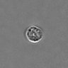 Thumbnail for dataset PBMC-timelapse-plate7_2