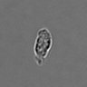 Thumbnail for dataset PBMC-timelapse-plate7_3