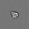 Thumbnail for dataset PBMC-timelapse-plate7_9