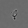Thumbnail for PBMC-timelapse-plate7_14