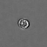Thumbnail for PBMC-timelapse-plate7_31