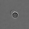 Thumbnail for dataset PBMC-timelapse-plate7_35