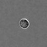 Thumbnail for dataset PBMC-timelapse-plate7_36