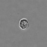 Thumbnail for dataset PBMC-timelapse-plate7_37